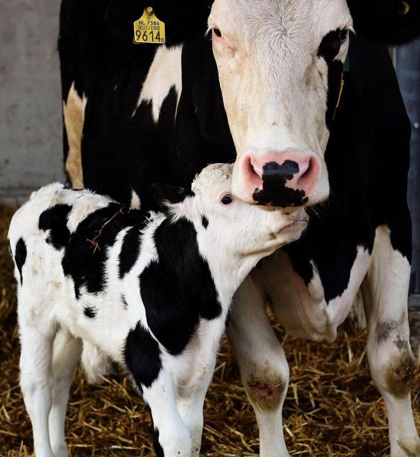 Ruyge Weyde Logies, Eco Farm *