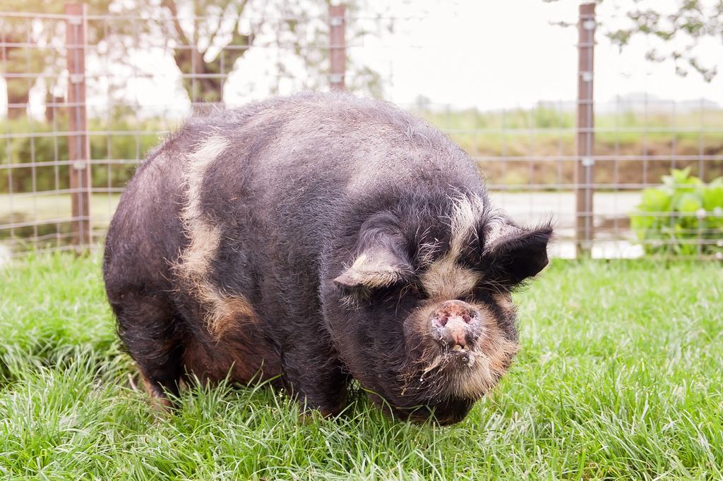 Ruyge Weyde Logies, Eco Farm Oudewater